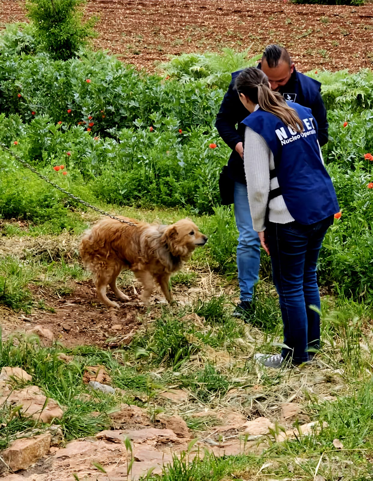 Attività a tutela degli animali